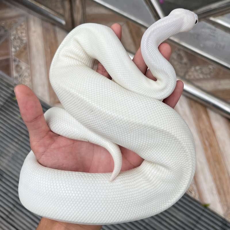 Blue eyed leucistic Female BEL