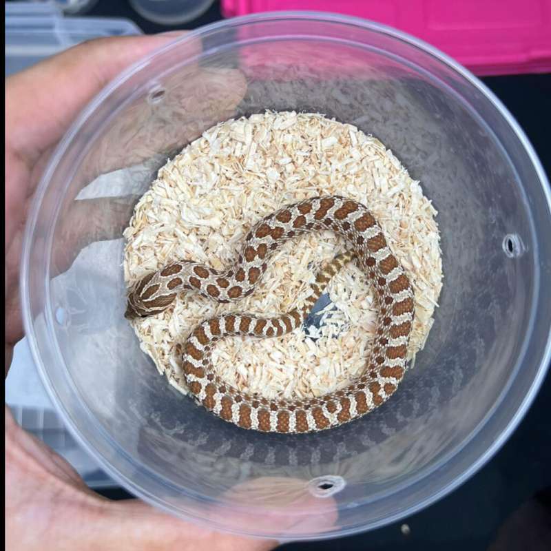 Hognose - Morph Poss Het Albino - Baby - Male - 01