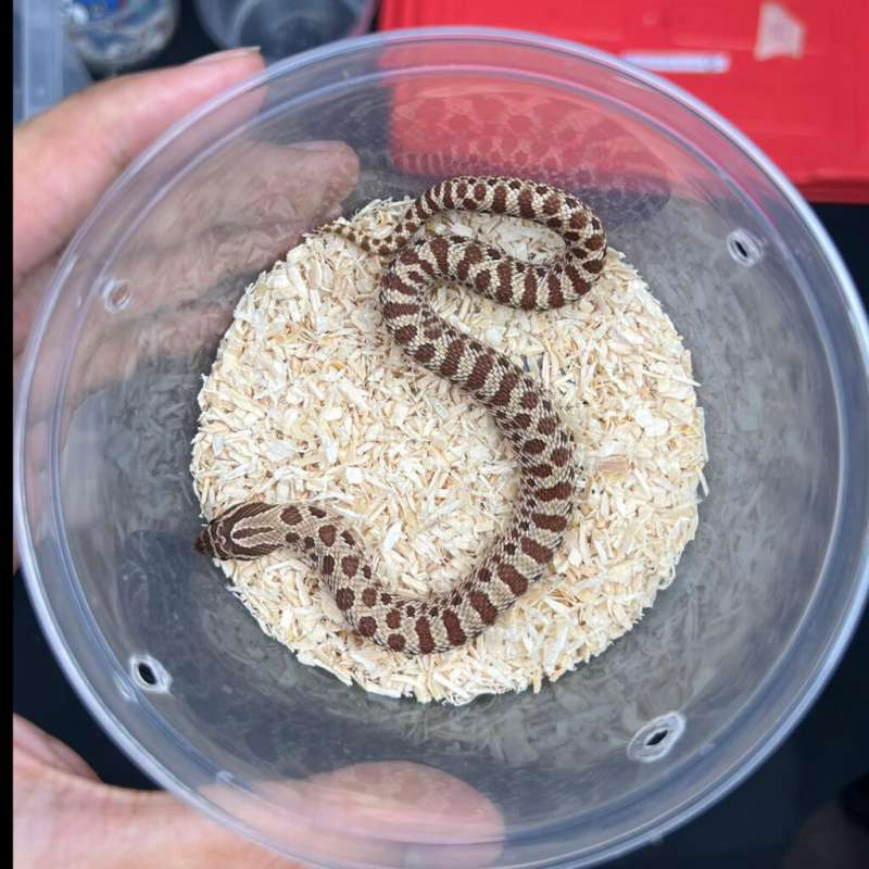 Hognose - Morph Poss Het Albino - Baby - Female - 02