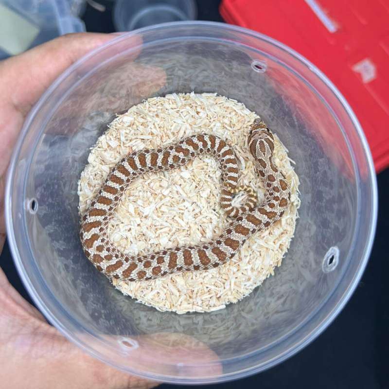 Hognose - Morph Poss Het Albino - Baby - Male - 03