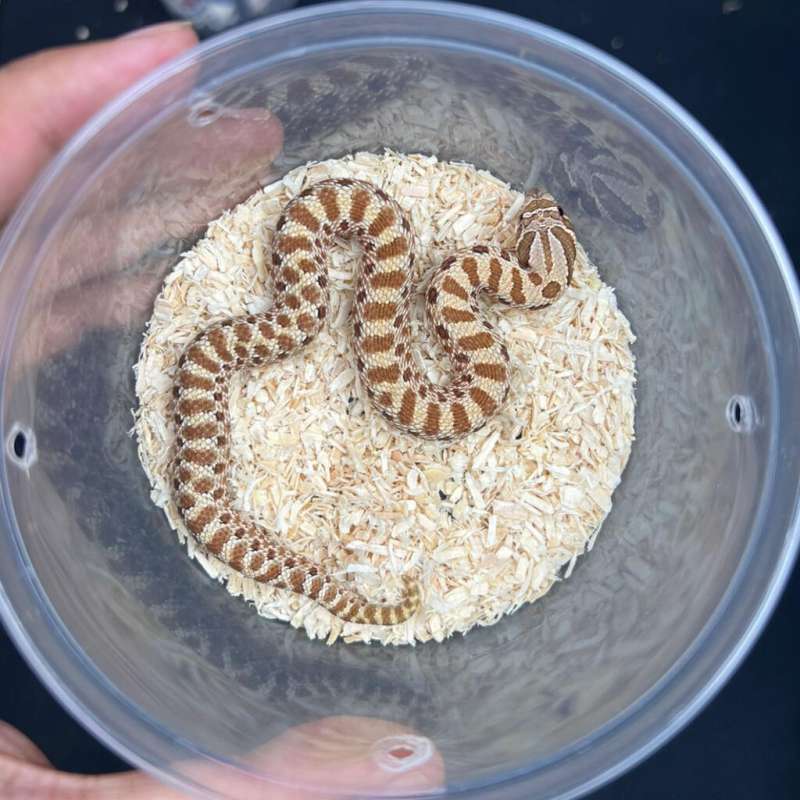 Hognose - Morph Poss Het Albino Lavender - Baby - Female - 01