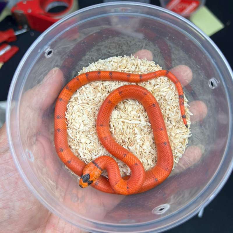 Milk Snake Honduran - Morph Tangerine Hypo Vanishing - Baby - Betina 1