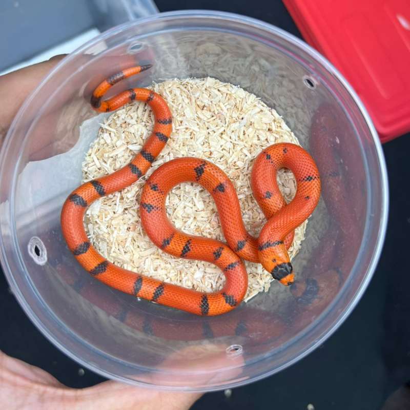 Milk Snake Honduran - Morph Tangerine Hypo Vanishing - Baby - Betina 2