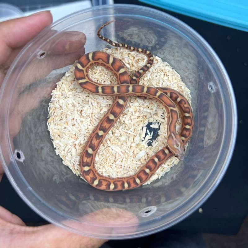 Corn Snake - Morph Normal Scaleless - Baby - Cornsnakes - Female - 03