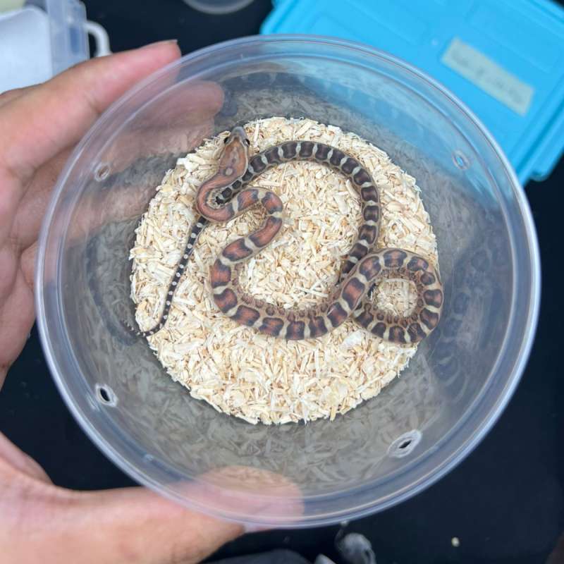 Corn Snake - Morph Normal Scaleless - Baby - Cornsnakes - Female - 04