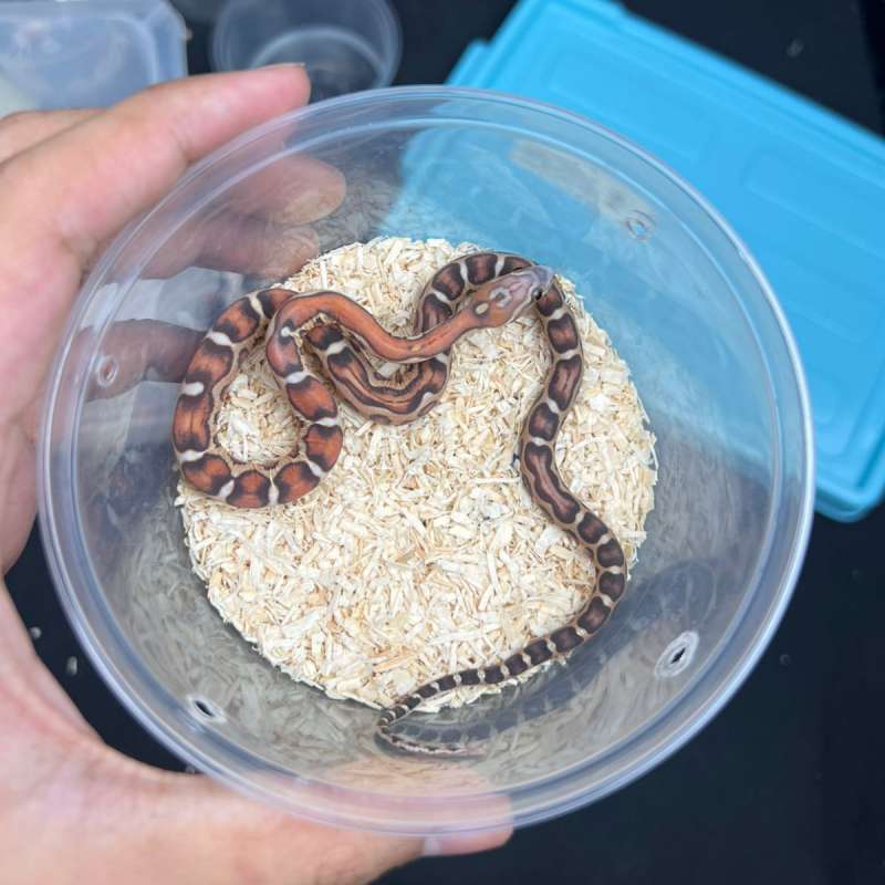 Corn Snake - Morph Normal Scaleless - Baby - Cornsnakes - Female - 05