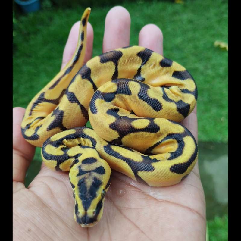 Pastel Super Enchi Female