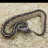 F Lesser Pastel YB Het Cl