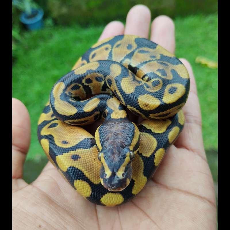 Enchi male