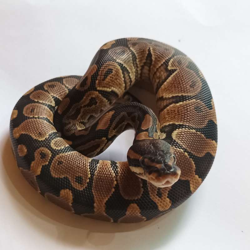 Ball python special male