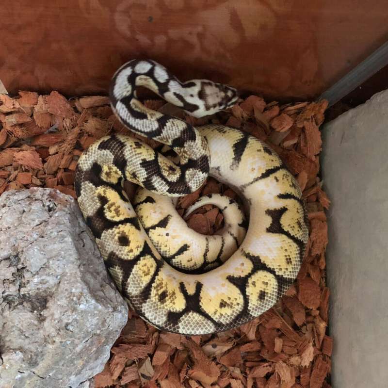 Ball Python Bumblebee F