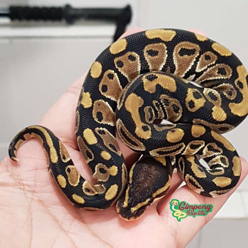 Pair het dg x pastel het dg