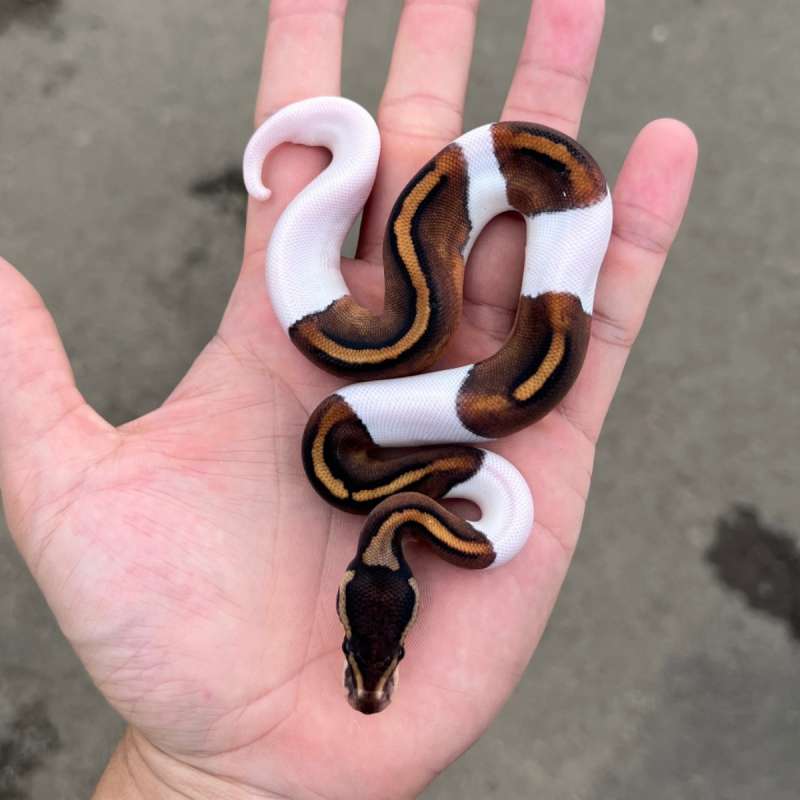 f ball python pied black pastel yb