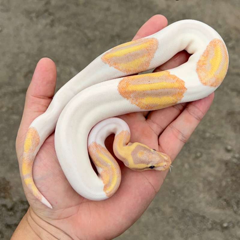 ball python pied banana