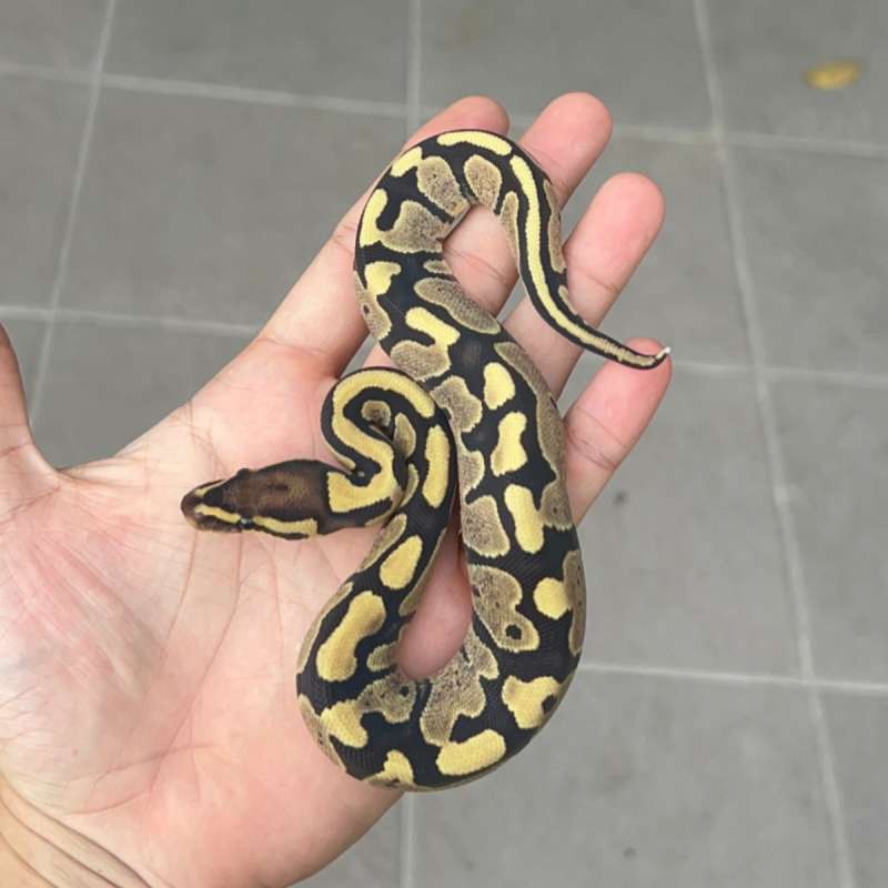 f ball python fire het pied 100%