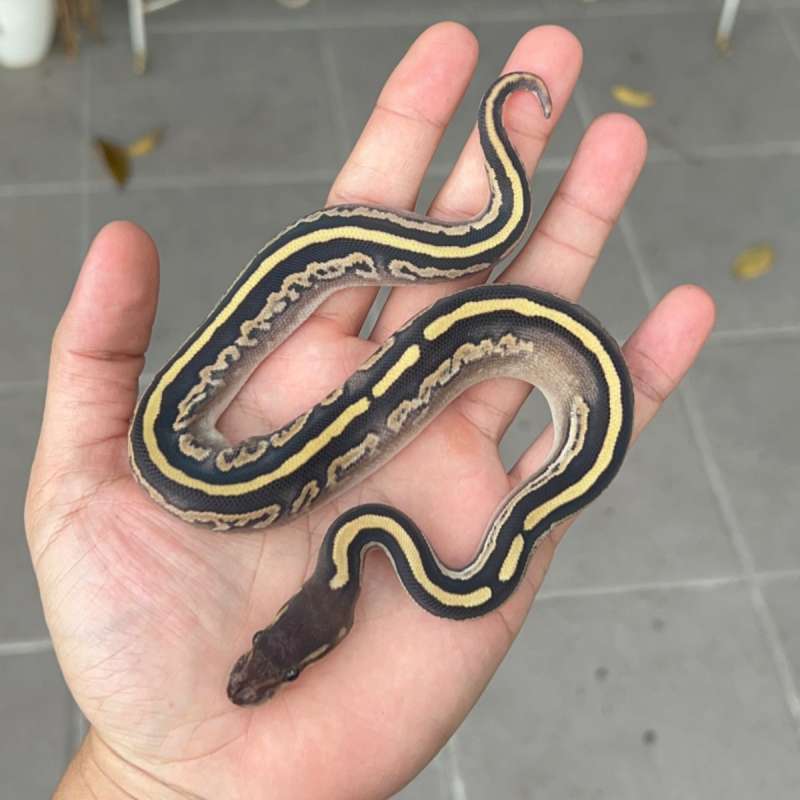 f ball python black pastel mojave het pied 100% female