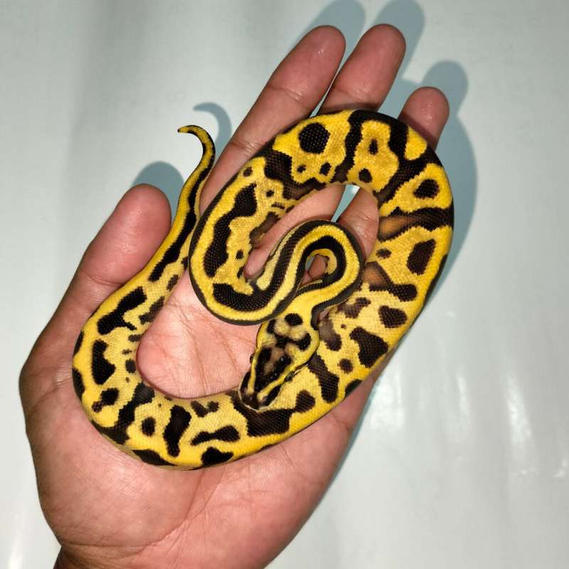 Leopard fire fly enchi Het pied 100%