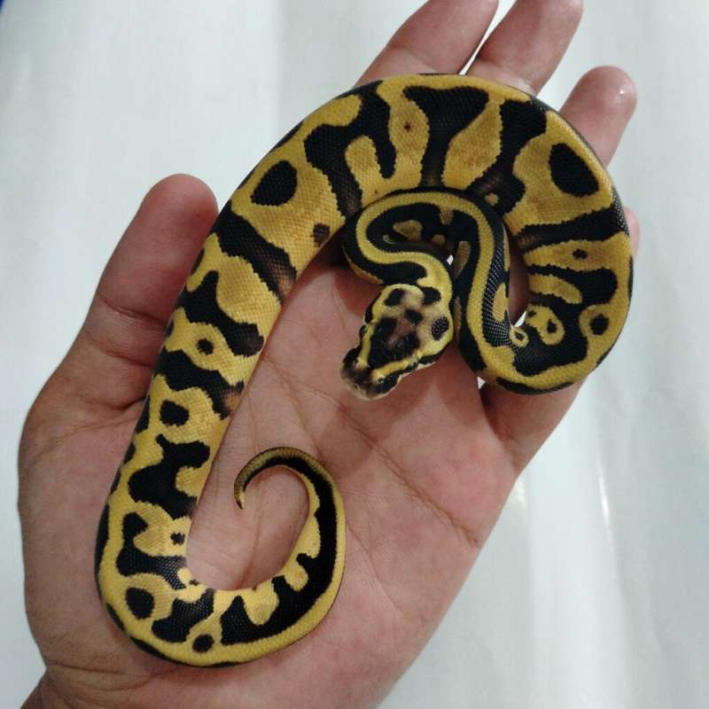 Leopard Pastel Enchi HET PIED 100%, FEMALE