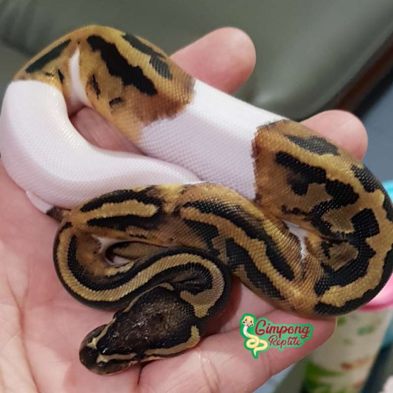 M.Leo Pied het axa