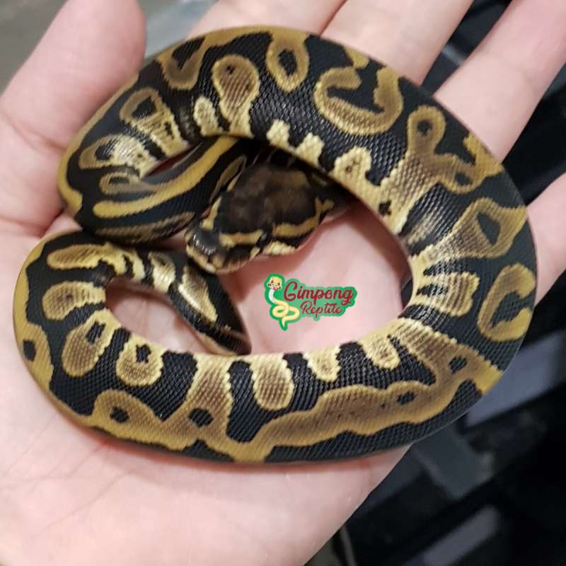 F. Leopard Double het Axa Pied