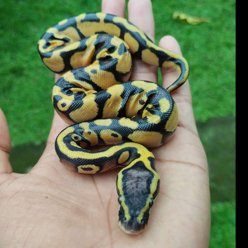 Pastel enchi male