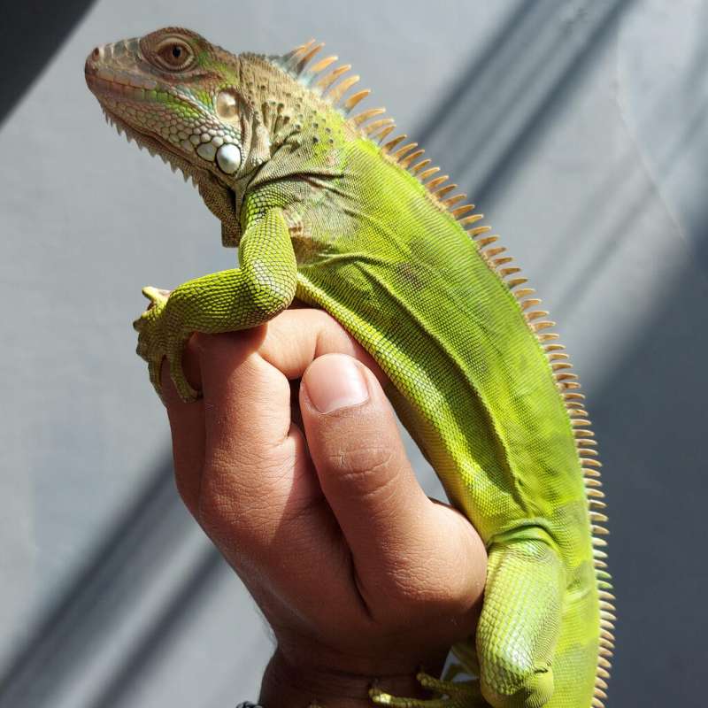 Iguana Green Het Albino (Maximus Jr)