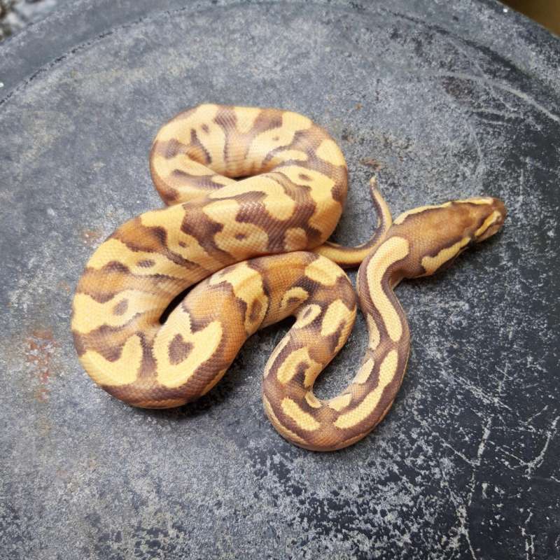 Enchi Fire Mojave (M)