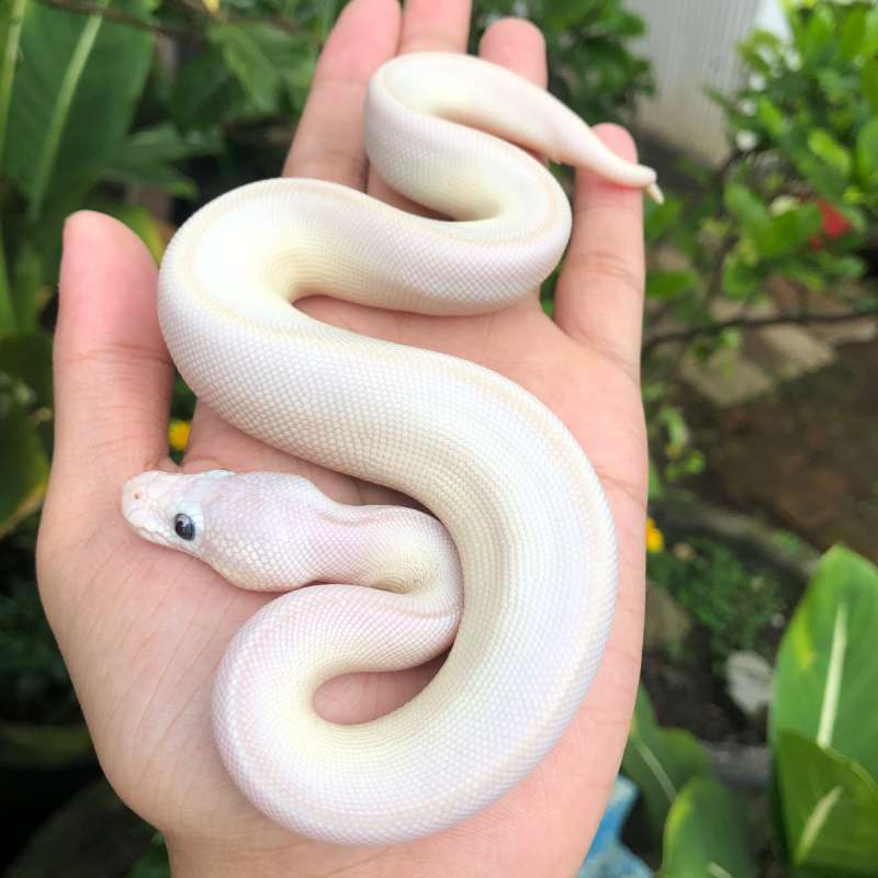 BEL (Blue Eyed Leucistic)