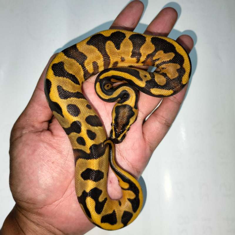 Leopard Enchi Fire HET PIED 100%