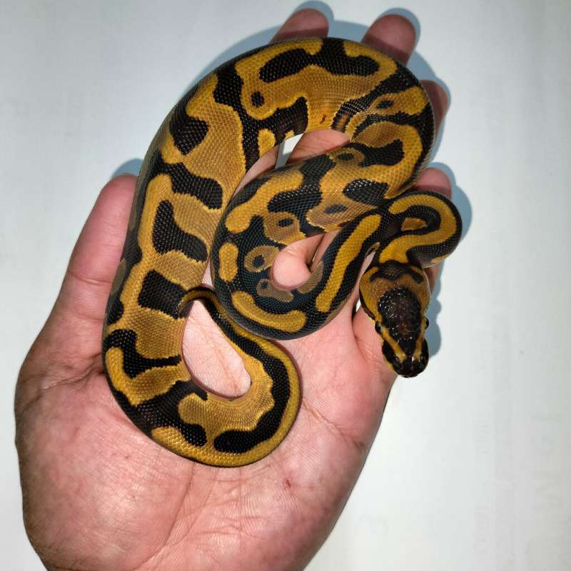 Leopard Enchi HET PIED 100%