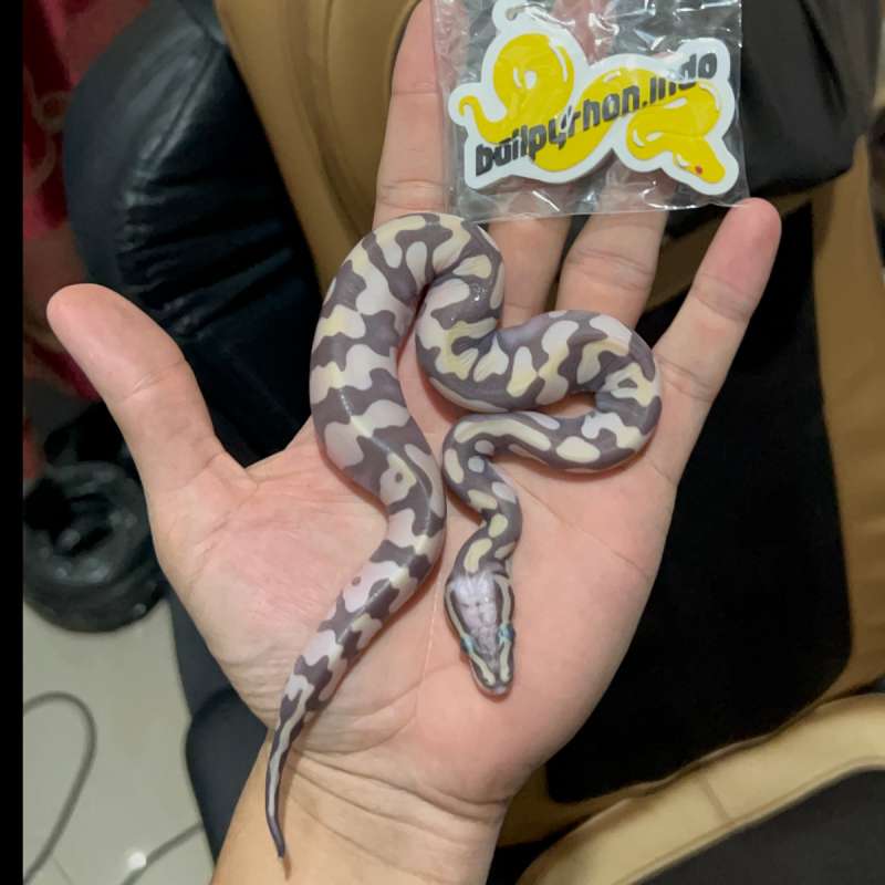 female scaleless