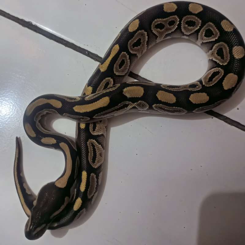 BP MOJAVE