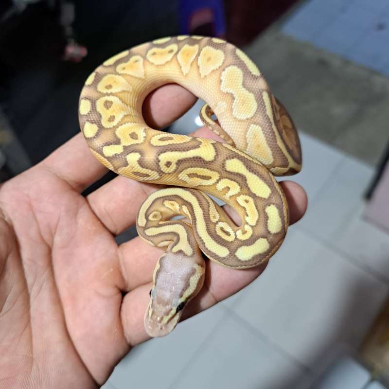 Banana Lesser Pastel