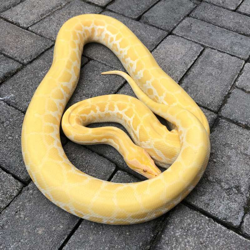 Burmese python hypo albino (pearl)