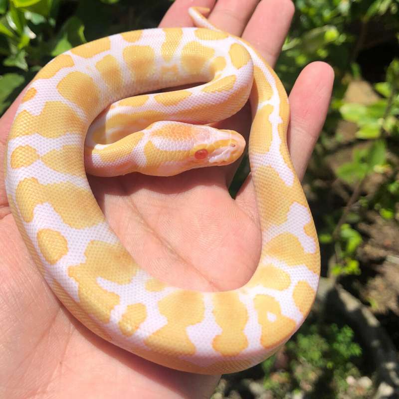 Albino