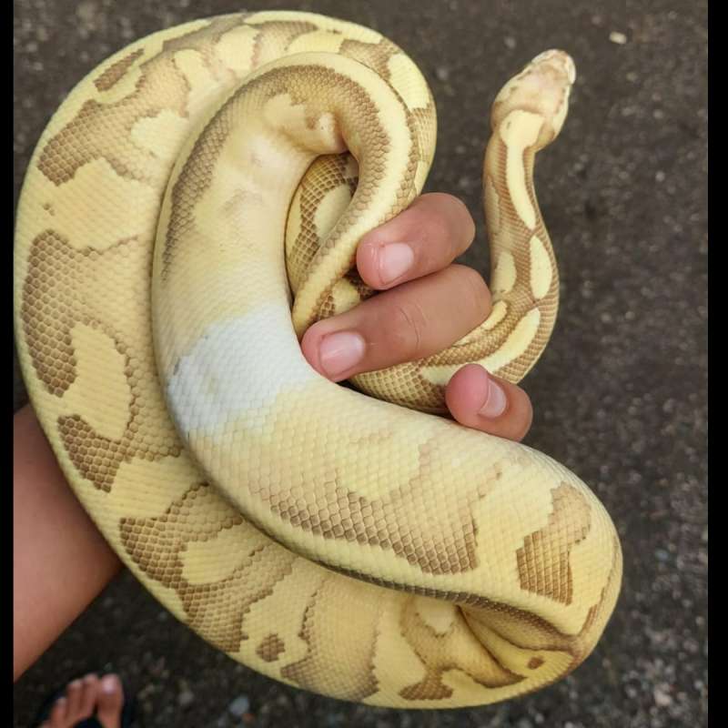 Lesser Pastel Fire het clown (M)