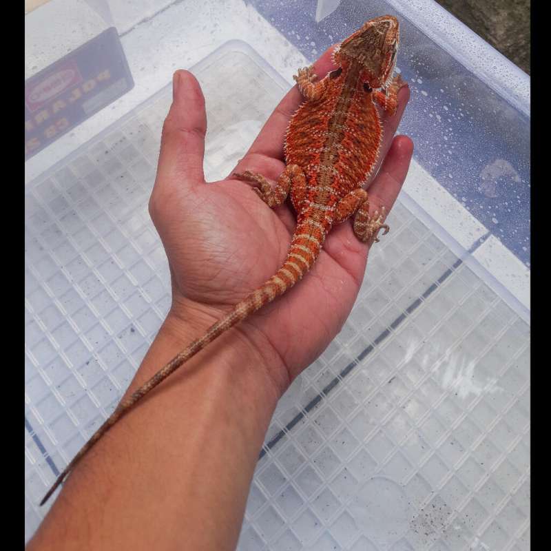 Red het Hypo