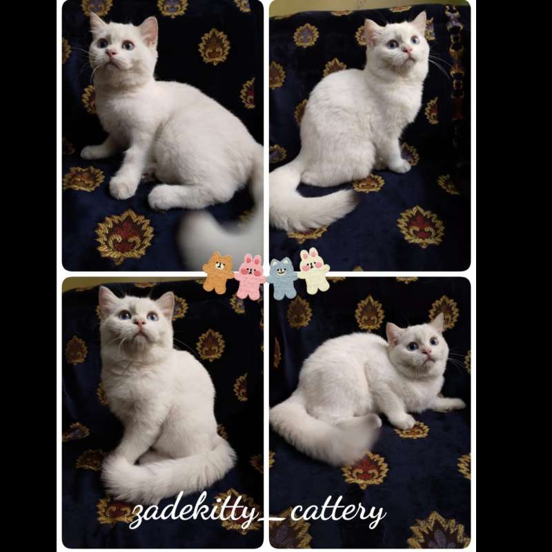 Kucing British Short Hair PED / NON PED