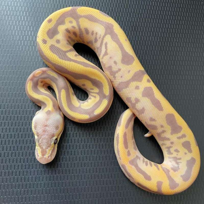 Alpenliebe (Banana Leopard Pastel) poss OD het Pied (F)