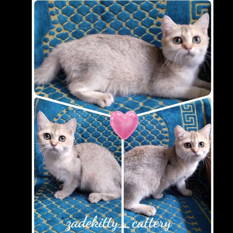 Kucing British Short Hair Non PED / PED