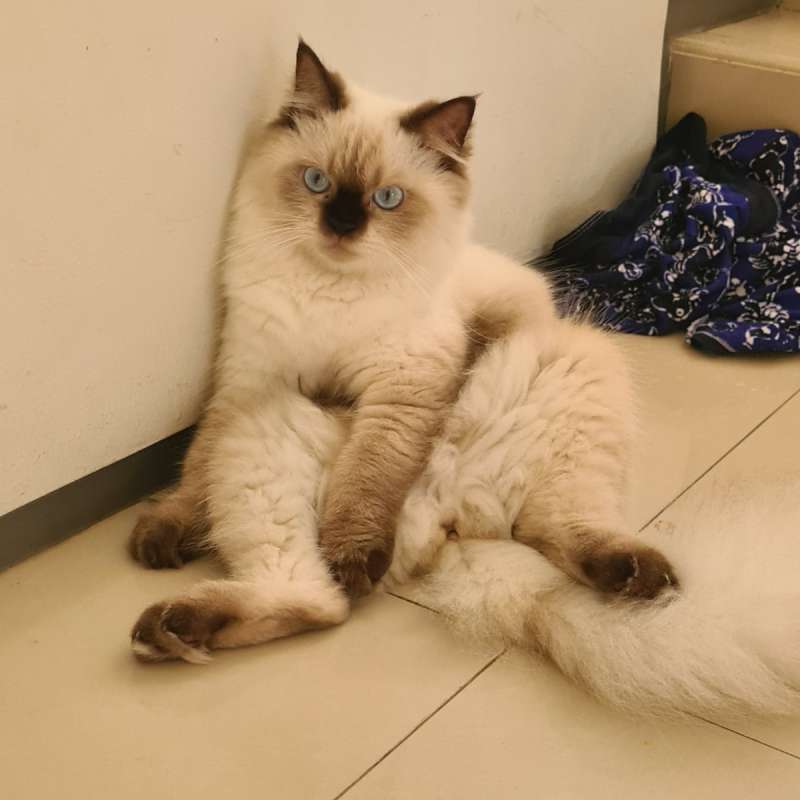 kucing himalaya/ragdoll seal point