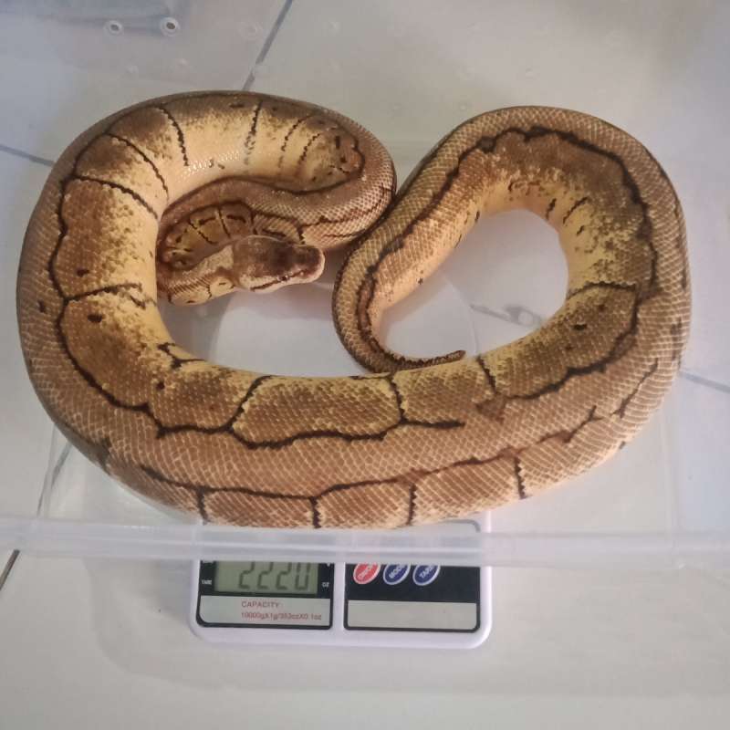 lemon blast female provent