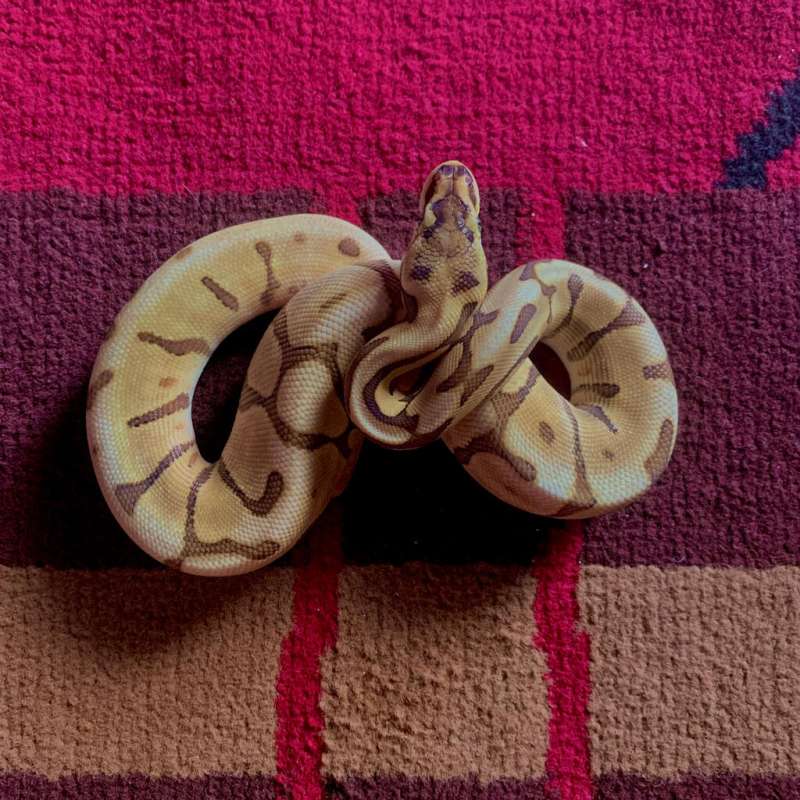 0.1 Mojave Enchi Leopard Spider