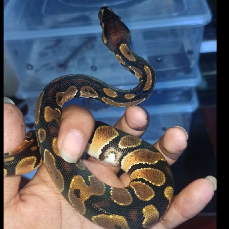 ball python orange dream male