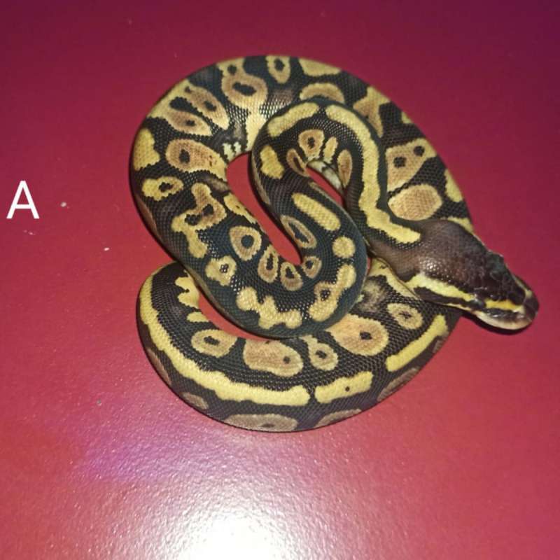 ball python pastel female