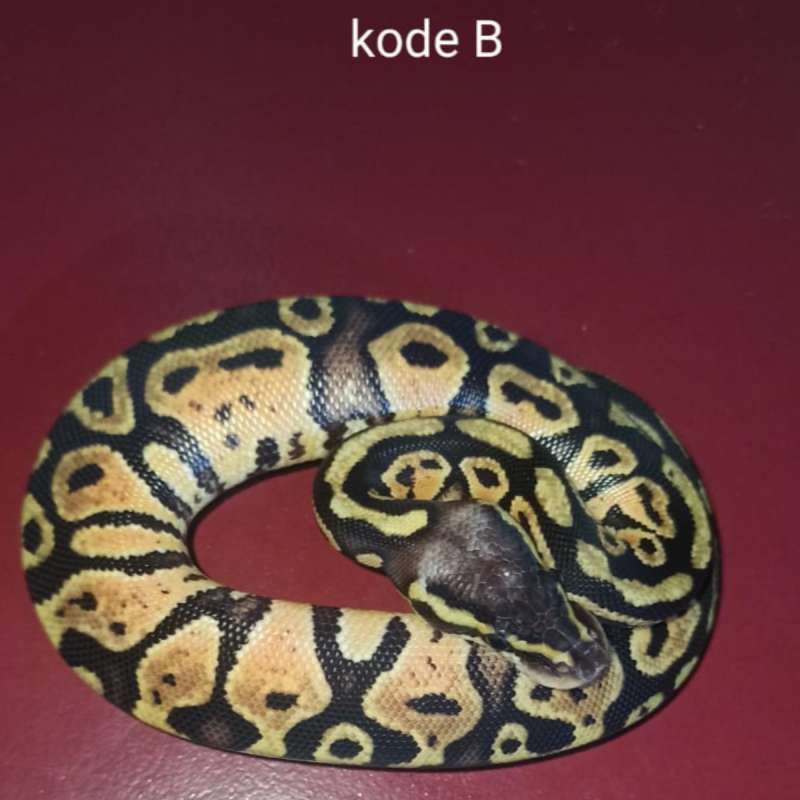 ball python pastel female