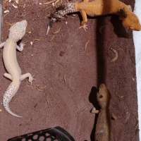 Leopard Gecko