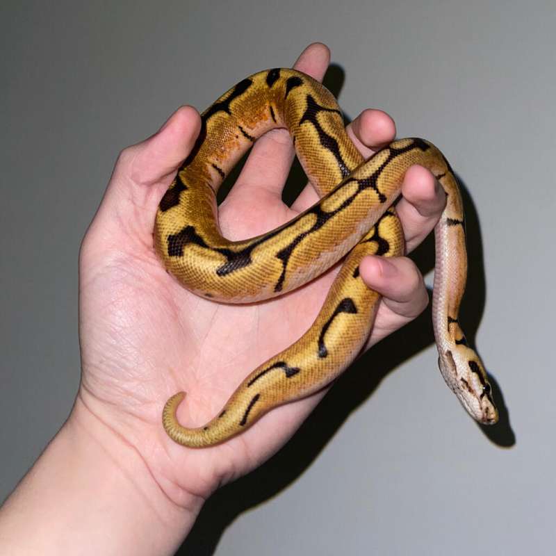 Ballpython Orange Dream Spider