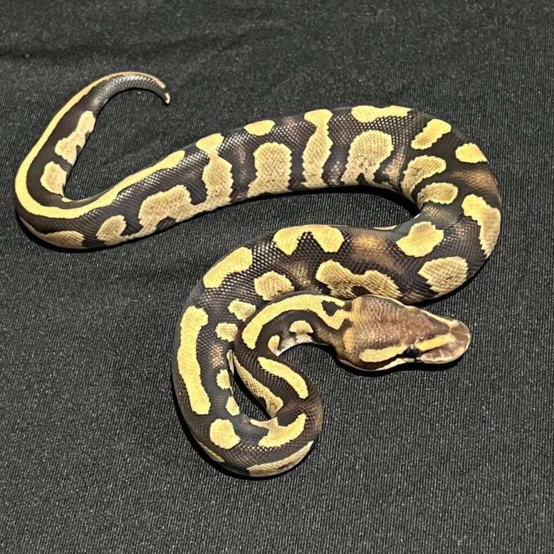 Pair Fire Choco Het Hypo Dg & Pastel Het Hypo Dg