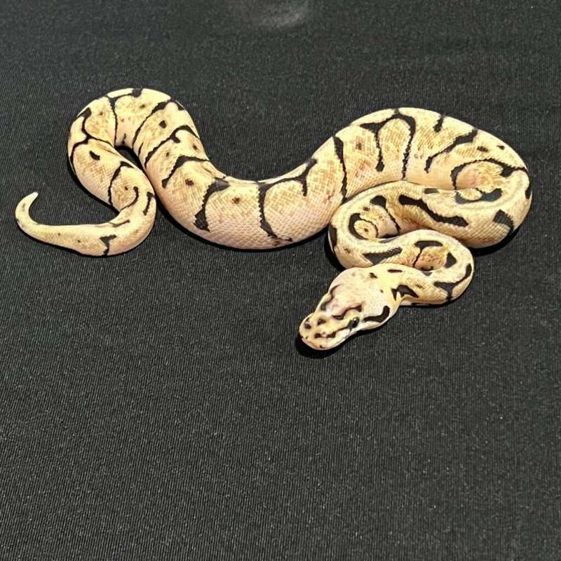 M Bumble Bee Het Clown PH Pied